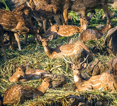 Malsi Deer Park (Dehradun Zoo).jpg